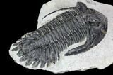 Bargain, Hollardops Trilobite - Visible Eye Facets #105975-5